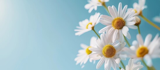 Obraz premium Blue background with daisies.