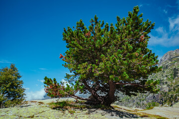 Pine tree growing on on top of a mountain on sunny summer day