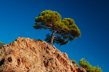 Pine tree growing on a rock in the mountains on a sunny summer day