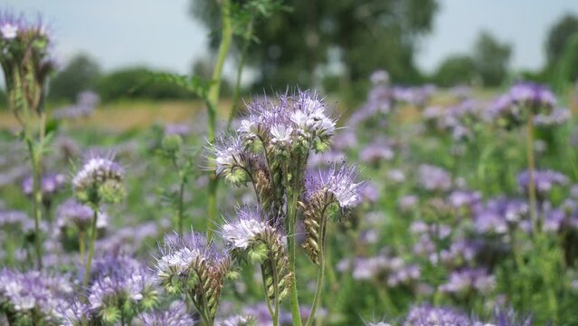 Bees and other insects on phacelia flowers.
Phacelia is a wonderful honey plant and green manure.
