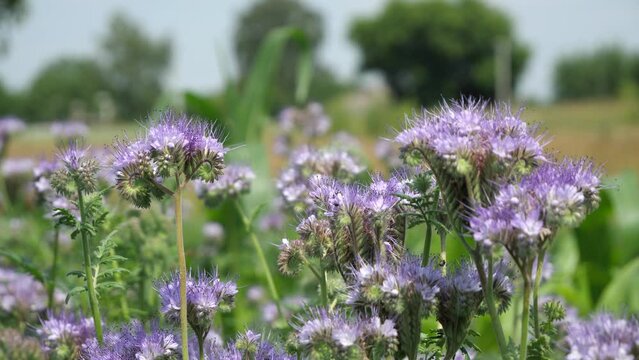Bees and other insects on phacelia flowers.
Phacelia is a wonderful honey plant and green manure.
