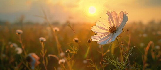A cosmos flower turning towards the sunrise in a field.