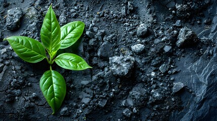Seedling of Opportunity - Growth Amidst Adversity. Concept Resilience, Achievement, Overcoming Challenges, Personal Development, SuccessInParameterError - obrazy, fototapety, plakaty