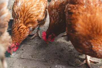 Domestic chicken with brown and white feathers running around the yard in the free range. Organic chickens. Homegrown eggs. Funny expression