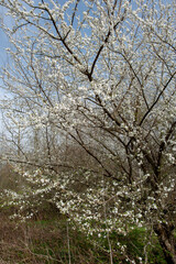 White pear tree flower on natural background. Sunny spring day with beautiful blue sky blossom flowers with copy space