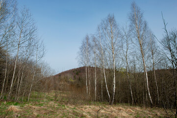 Obraz premium Nature of spring trees without leaves after winter season.