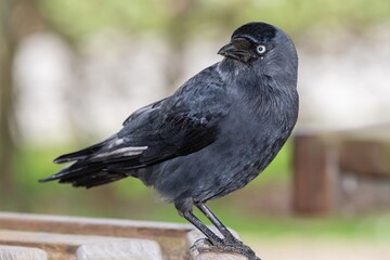 Close up of a Jackdaw (coloeus monedula) perched on a wooden bench