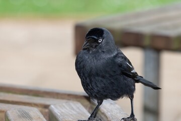 Close up of a Jackdaw (coloeus monedula) perched on a wooden bench