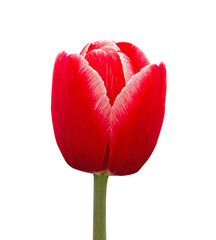 Red tulip flower with white stripes head isolated on transparent background. Object with clipping path for Birthday, Mothers Day, Valentines Day.