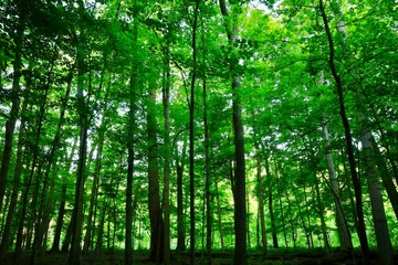 Fototapeta na wymiar Woodland are with tall green trees