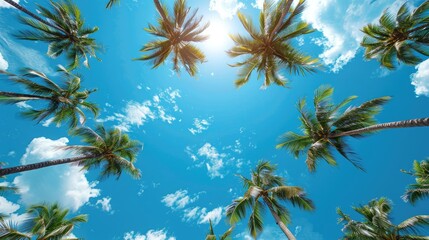 Blue sky and palm trees