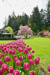 Spring flowers and bulbs in full bloom in beautiful estate garden park, tulips, daffodils,...