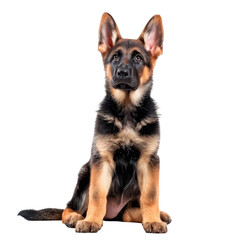 A puppy German Shepherd dog. Isolated on transparent background.