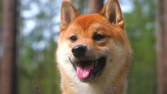 Portrait of a Japanese dog in the forest. Young cute dog of the Shiba Inu breed close up look at the camera outside in park. 