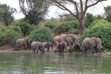 A group of elephants are drinking water from a river. Some of the elephants are standing in the...