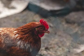Domestic chicken with brown and white feathers running around the yard in the free range. Organic chickens. Homegrown eggs. Funny expression