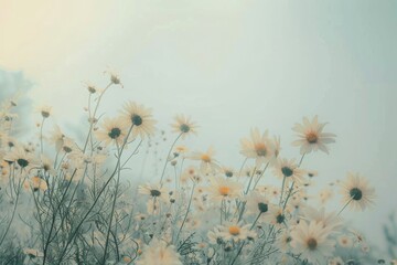 Field of Daisies With Sun Shining