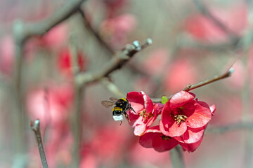 Bumble Bee close to a red flower - obrazy, fototapety, plakaty