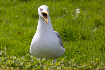 Close-up of a seagull in a meadow, opening its beak wide and screaming