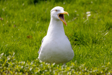 Close-up of a seagull in a meadow, opening its beak wide and screaming