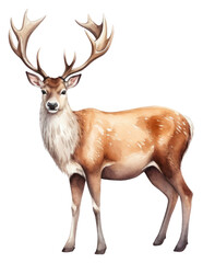 PNG A reindeer wildlife antler animal.