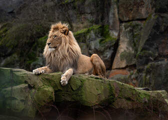 Young male African lion lying down on a rock