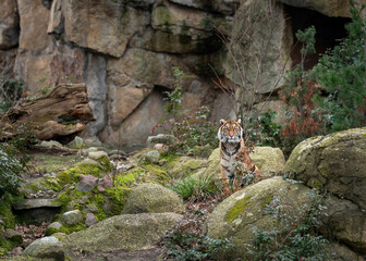 Starring Tiger in a rocky garden