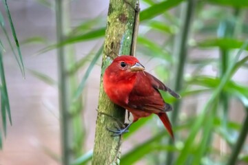 Hepatic tanager, Piranga flava, in a shrub