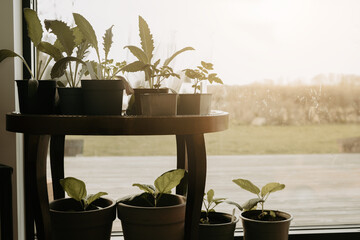 Springtime sunlight through the window. Seedlings and plants growing in pots on the floor and on...