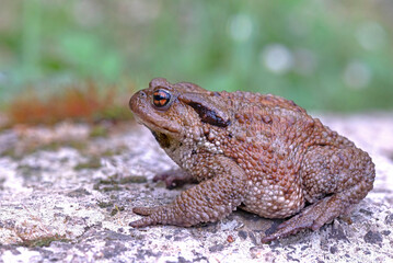 Common toad (Bufo bufo) in the natural ecosystem.