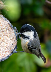 Coal Tit (Periparus ater) - Found across Europe and parts of Asia & North Africa - 787524370