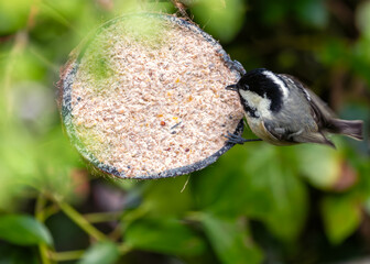 Coal Tit (Periparus ater) - Found across Europe and parts of Asia & North Africa - 787524376