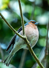 Chaffinch (Fringilla coelebs) - Widespread across Europe, Asia, and North Africa - 787524384