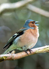 Chaffinch (Fringilla coelebs) - Widespread across Europe, Asia, and North Africa - 787524396