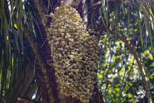 Fruits of a black palm, Astrocaryum standleyanum