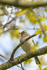 Chaffinch (Fringilla coelebs) - Widespread across Europe, Asia, and North Africa