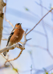 Chaffinch (Fringilla coelebs) - Widespread across Europe, Asia, and North Africa - 787524522