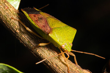 Insect details of a beautiful green insect from Brazil, selective focus.