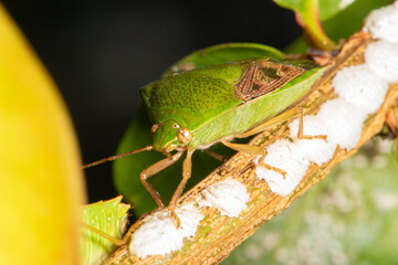 Insect details of a beautiful green insect from Brazil, selective focus.