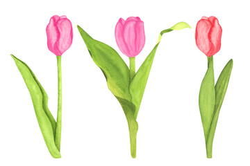 Watercolor set of beautiful tulips. Hand drawn pink tulip flowers. Illustration for greeting cards, wedding invitation, birthday and mothers day cards.