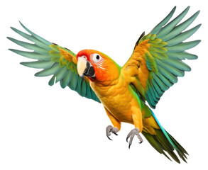 PNG Parrot Fly parrot animal bird.