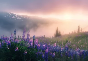  The first light of dawn caresses a misty mountain landscape, with wild lupines in the foreground, creating an ethereal scene of tranquil beauty. © Darya
