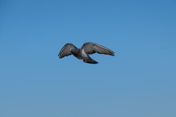 Dove flying in the sky, blue sky background.