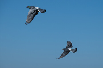 Doves flying over the sea, blue sky background.
