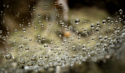Macro photography of spider web with water drops on grass