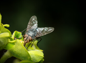 A fly, a membranewinged insect, perches on a green leaf in a natural landscape