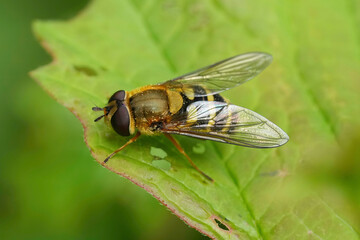 Closeup on the European Common banded hoverfly, Syrphus ribesii sitting on a green leaf