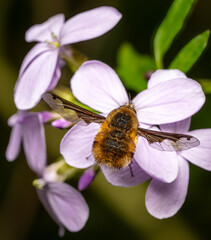 Close up of a honeybee pollinating a purple flower