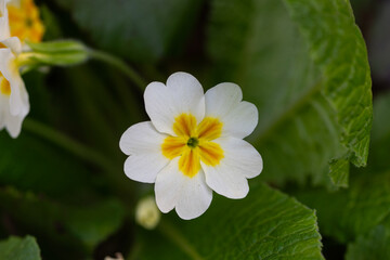 White Primula with delicate petals , yellow stamens and green leaves in the nature, spring white primula macro, blooming flowers , floral photo, beauty in nature, macro photography, stock photo.