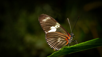 Macro photo of a pollinator butterfly perched on a green leaf